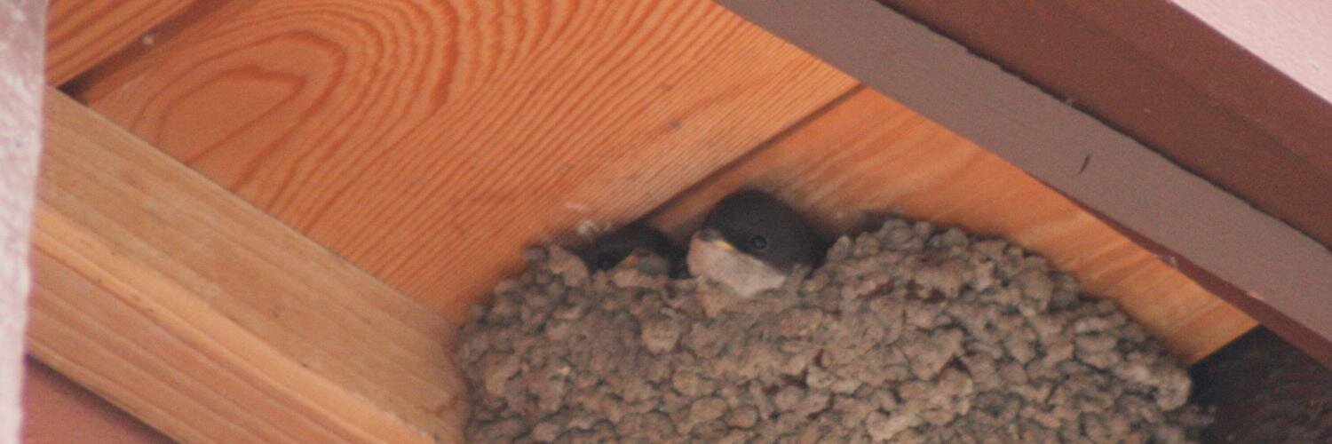 CaptainCalvinCat - LadyRedSinclairsBoyfriend banner