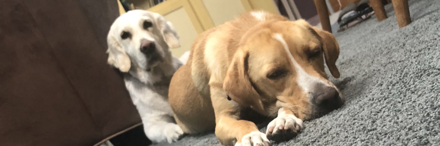 allygils's profile banner image