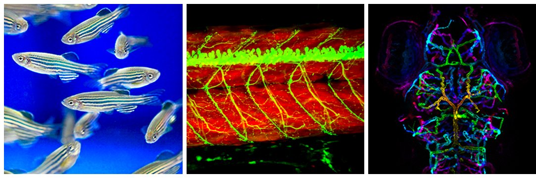 22nd Australia and New Zealand Zebrafish Meeting's banner