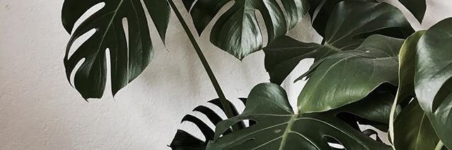 SebaAlonso banner