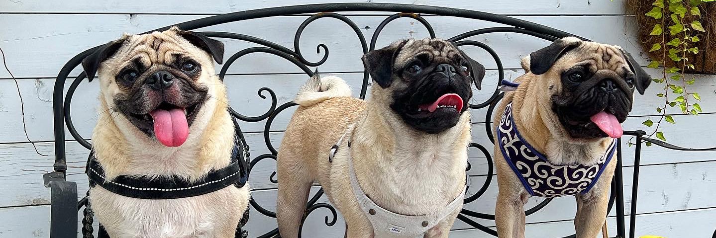 ミニブタのあぽこちぃ banner