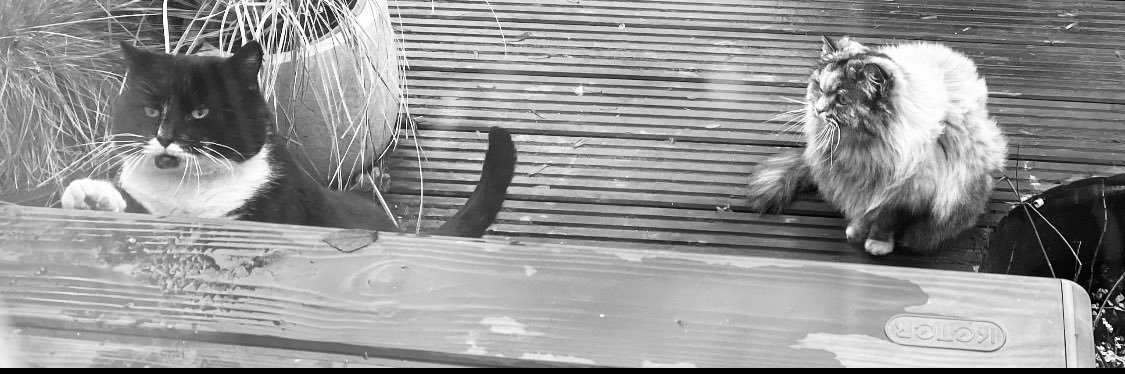 LA Woman 🐈‍⬛ 🐱 😻❤️ 💫 banner