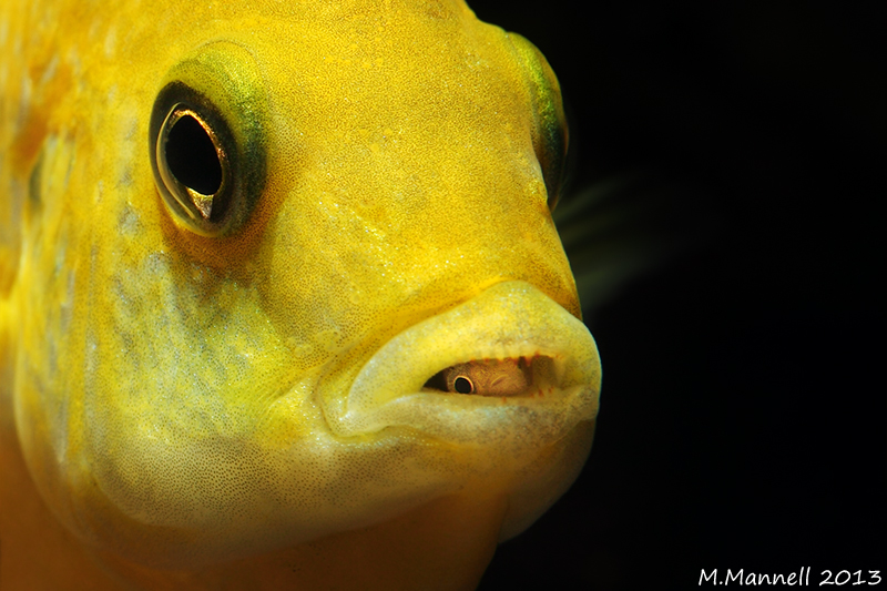 Svardal Group banner