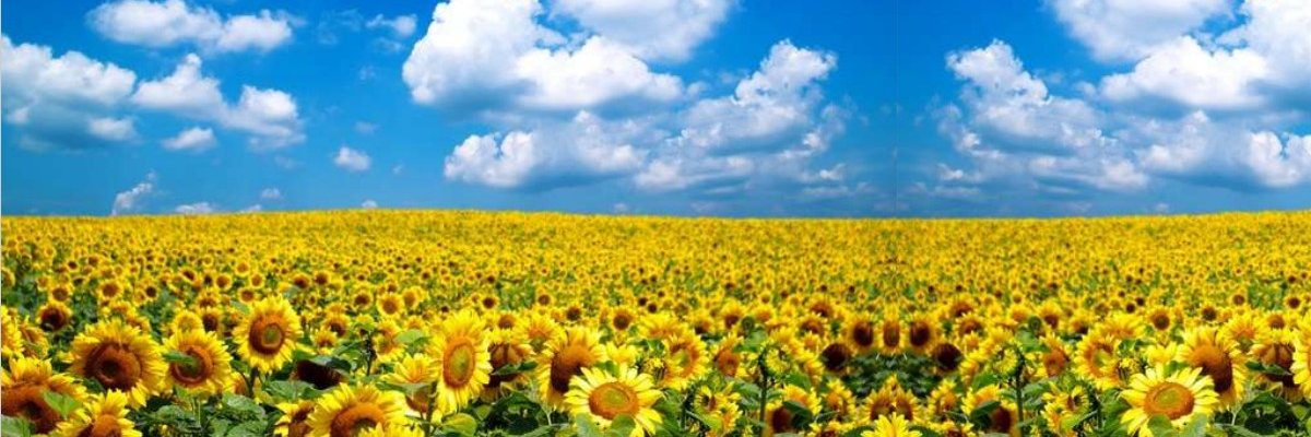 Lynnp27's profile banner image