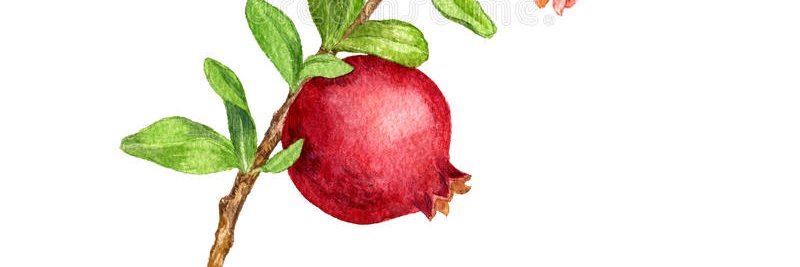melodigrano's profile banner image
