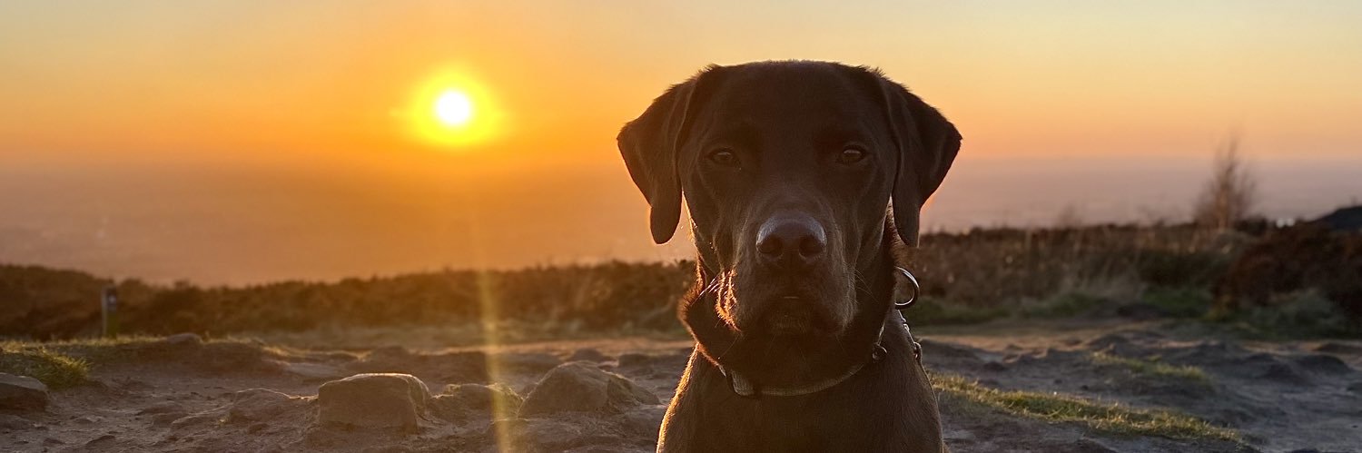 Ysabelle Lewis banner