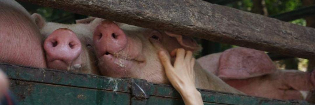 deniaanimalsave's profile banner image