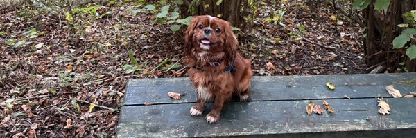 MsVC79 Profile Banner