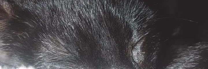 AngelesMoron4's profile banner image