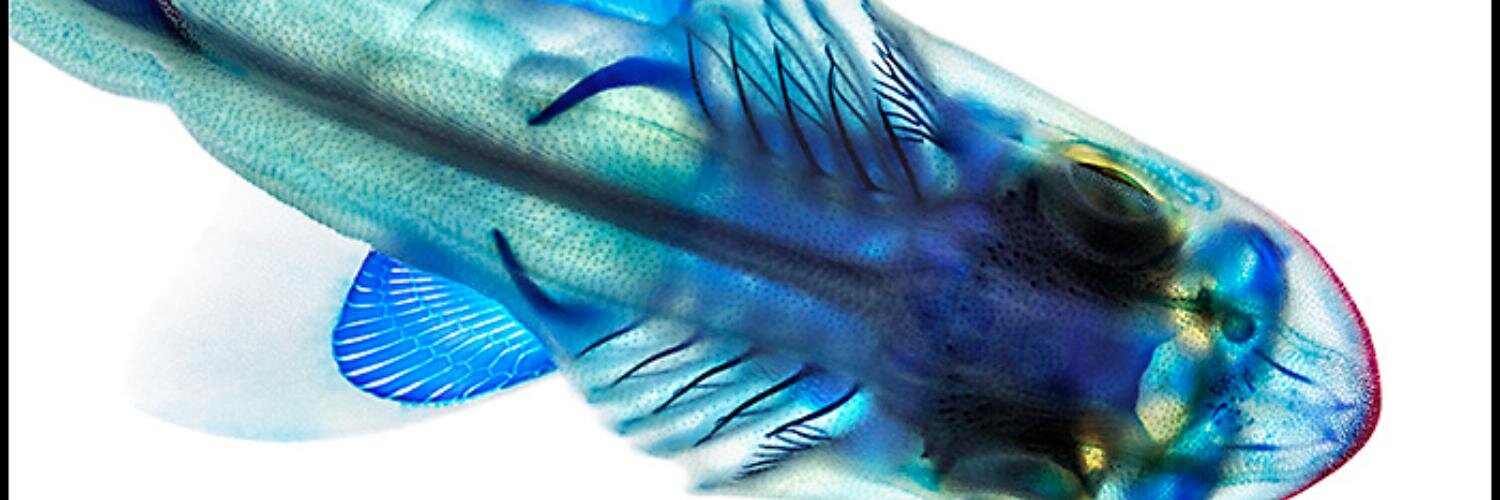 Adam P. Summers banner