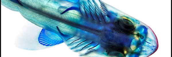 Fishguy_FHL Profile Banner