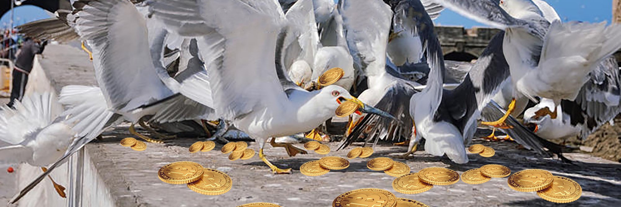 CAlbatross's profile banner image
