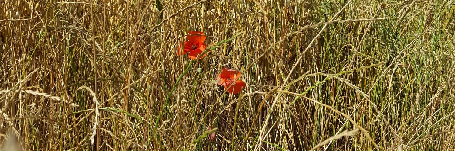 SARAH ROBINSON banner