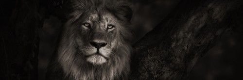 Ba_CryptoFX's profile banner image