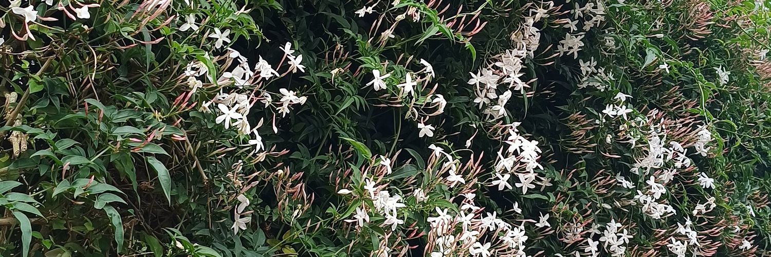 lindalavieri's profile banner image