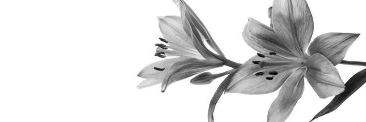 co0k1ev's profile banner image