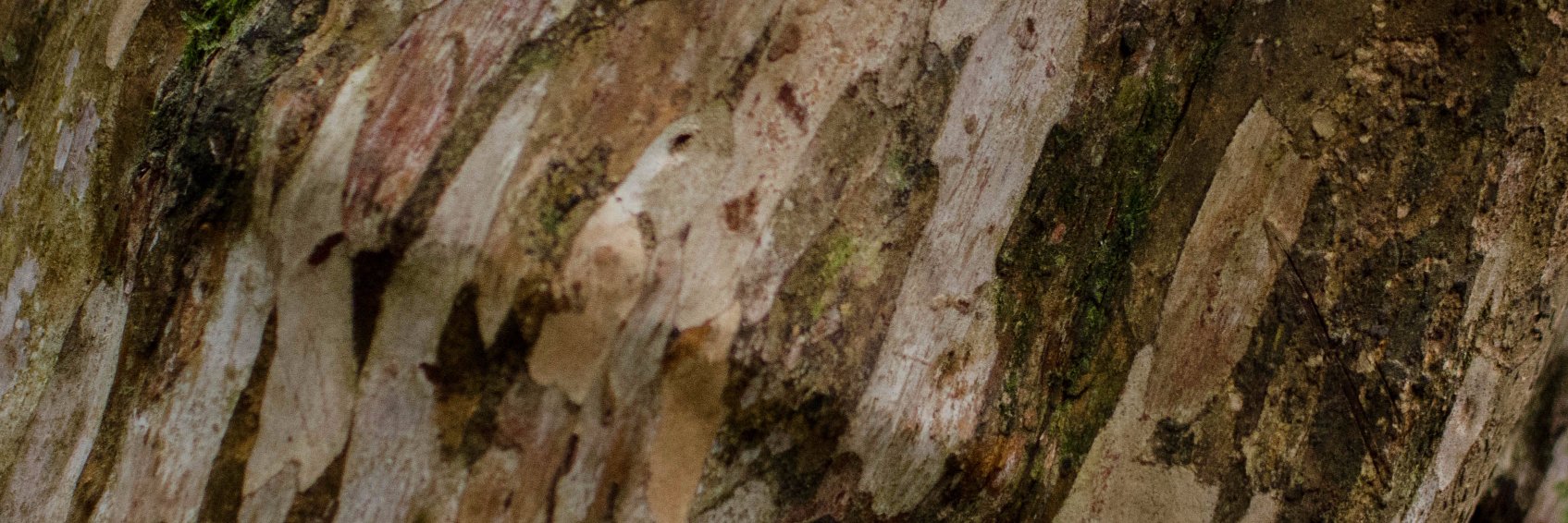 arjenous's profile banner image
