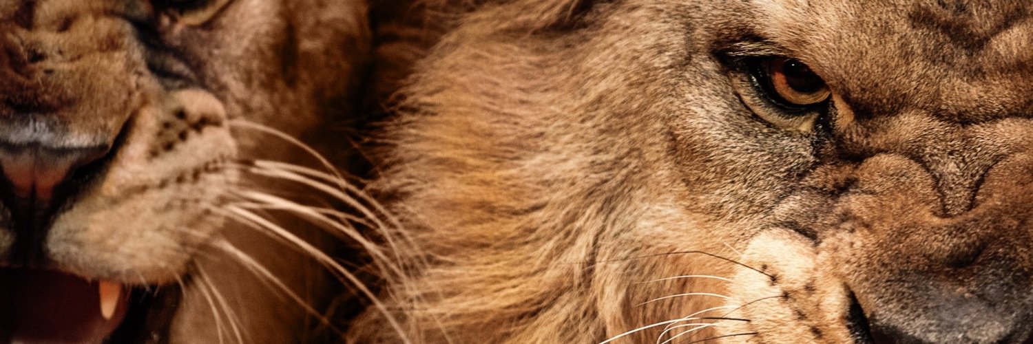 OG_Trex's profile banner image