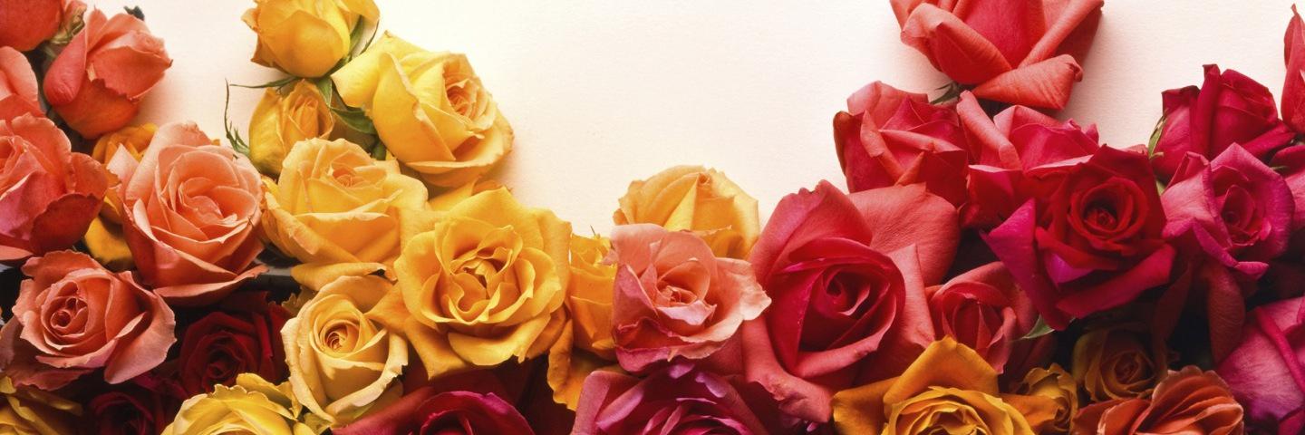 Kate_Ethers's profile banner image