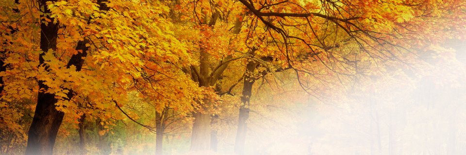 TrepatDiet's profile banner image