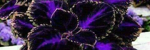 mwalimu_john's profile banner image