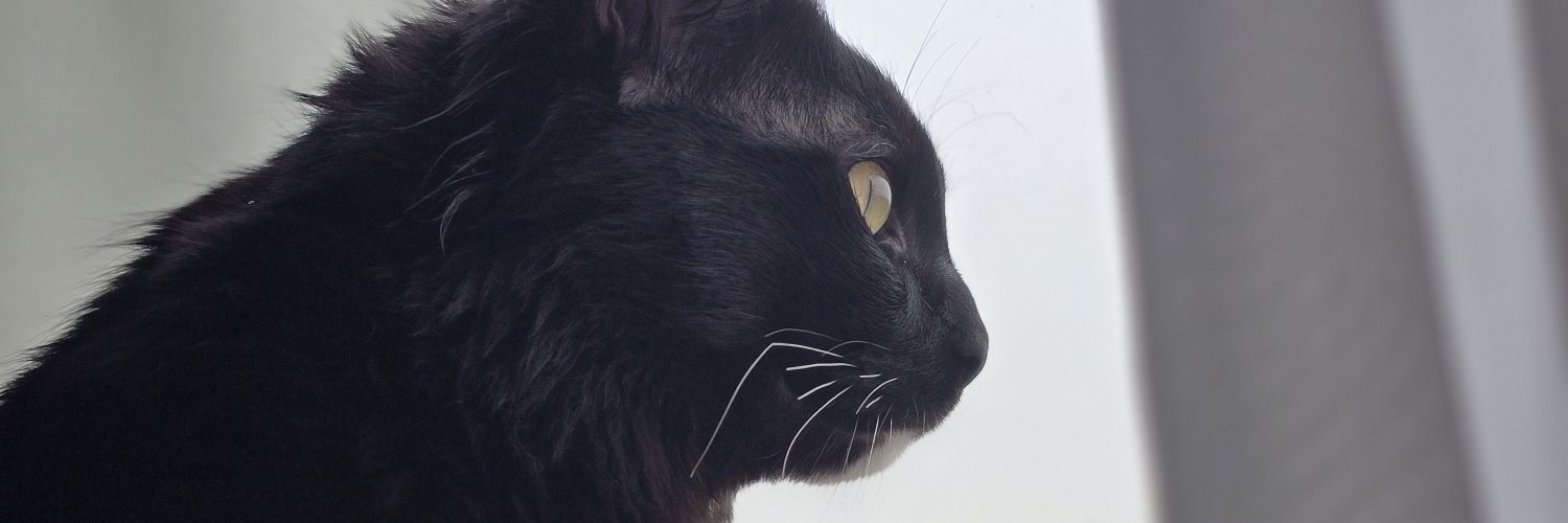 hamednd003's profile banner image
