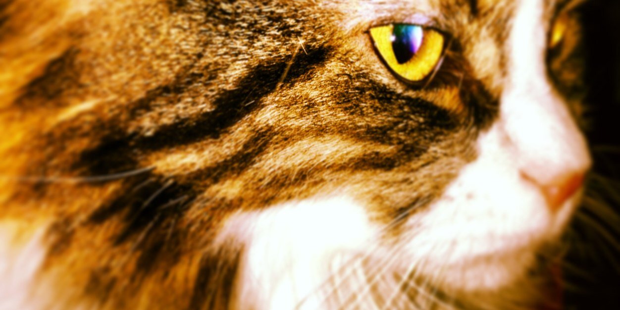 MelinaPolli's profile banner image
