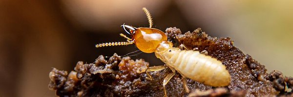 👑 Termite King 👑 Profile Banner