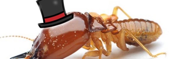 Termitebutfancy Profile Banner