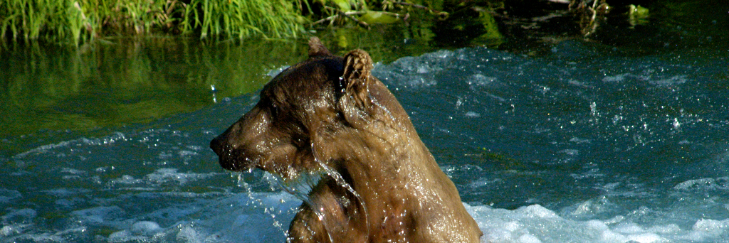 Kent Behrends banner