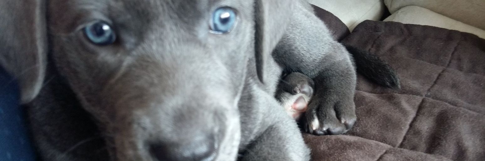 bendercardenas's profile banner image