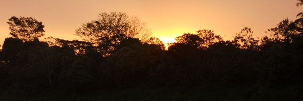 patamarilla Profile Banner