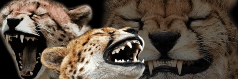 grrr banner