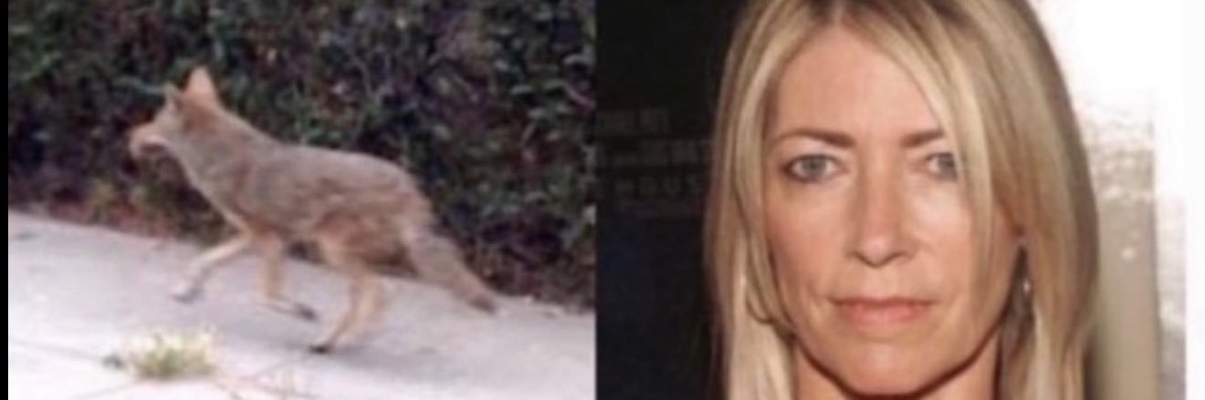 Sonic Youth Updates banner