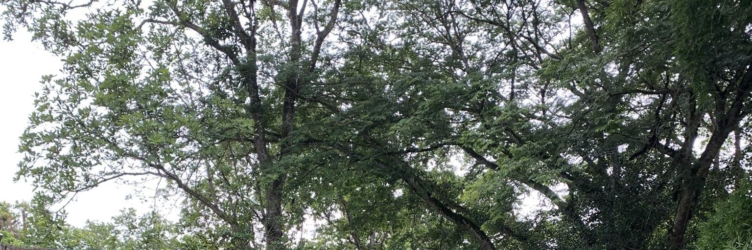 Rep. Estudiantil ante el Consejo Directivo banner