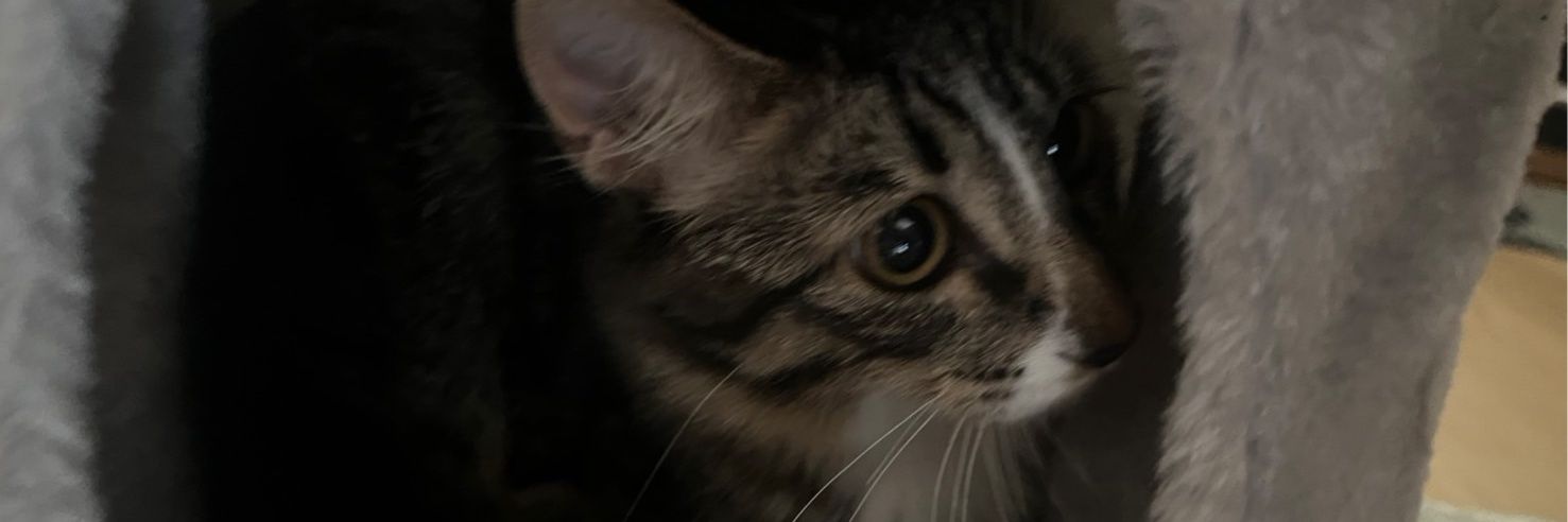 t3msK's profile banner image