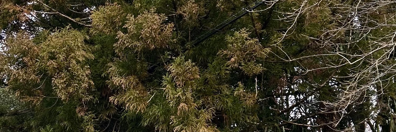 𝒮𝒽𝒾 banner