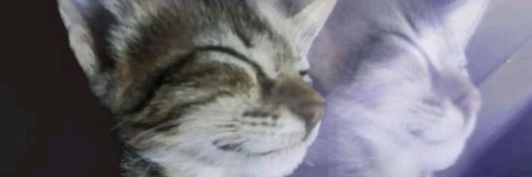GatoForu's profile banner image