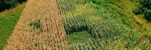 RAIZ_project Profile Banner