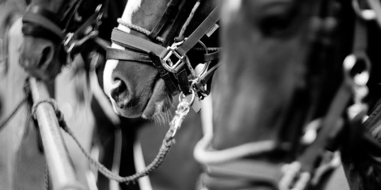WallersteinPolo's profile banner image