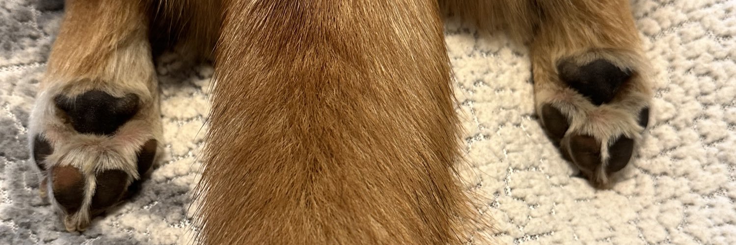 rorythecorgi's profile banner image