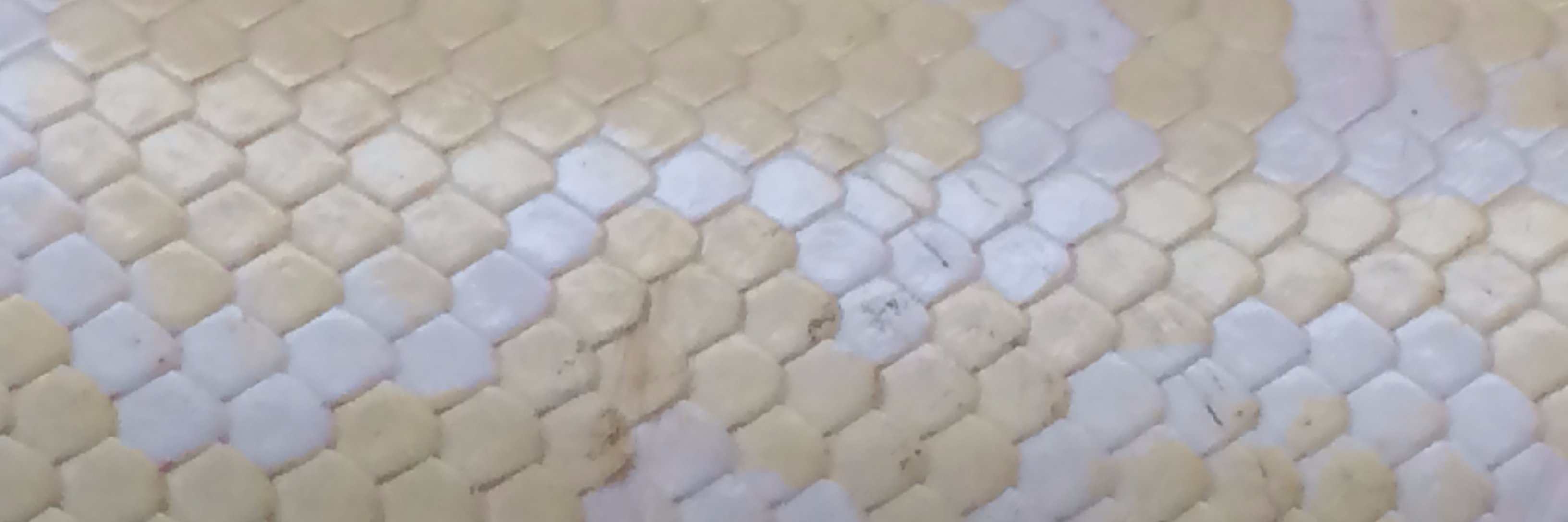 SofOchoa's profile banner image