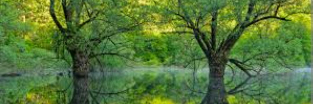 ‎𐰱🐃🌲🐴Bruce ✠🦁🇺🇲🦅ꑭ banner