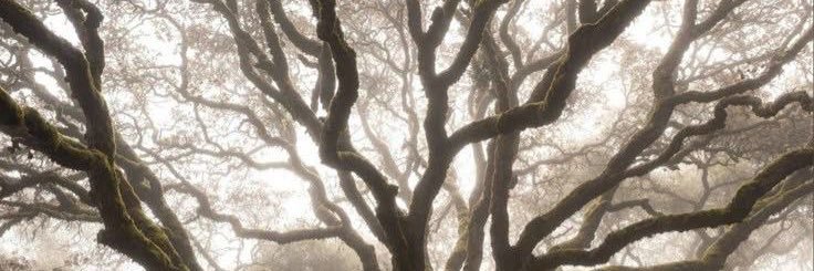 secretsophciety's profile banner image