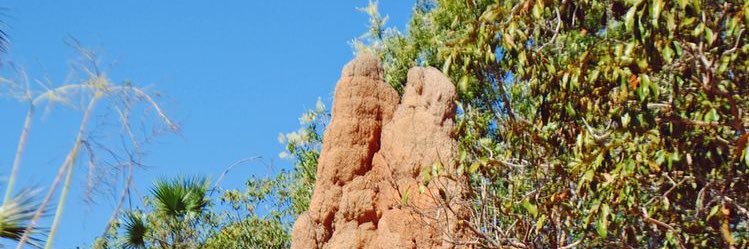 Termite732's profile banner image