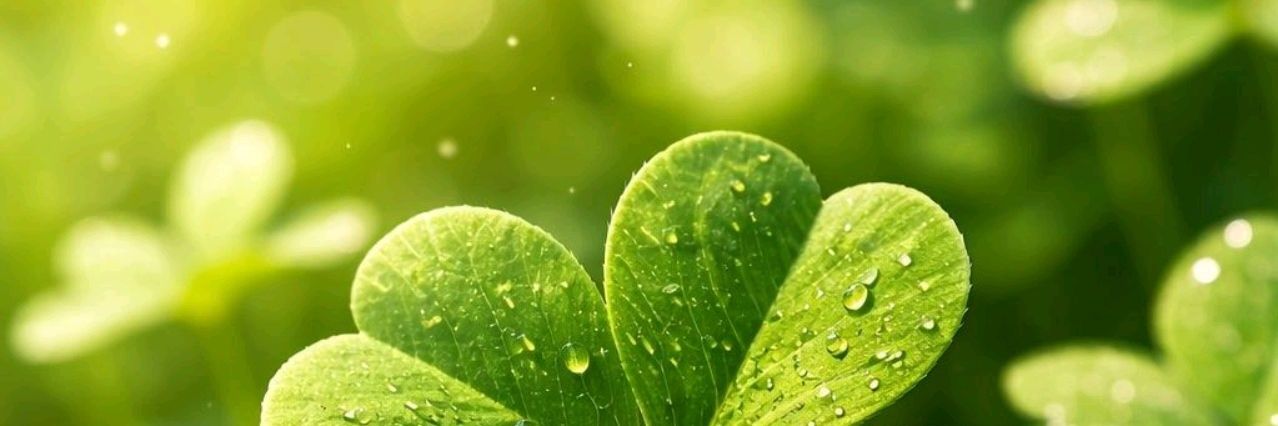lemonpatt's profile banner image