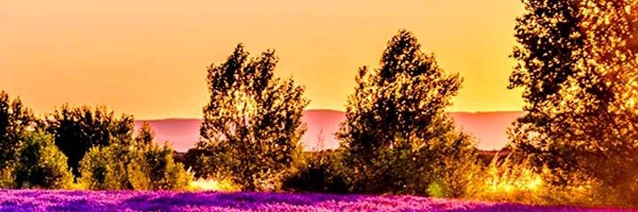 Evergreen_Smile's profile banner image