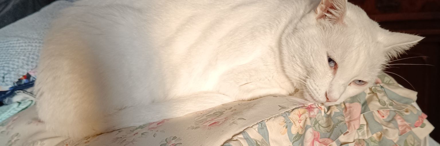 outforawalkb_'s profile banner image