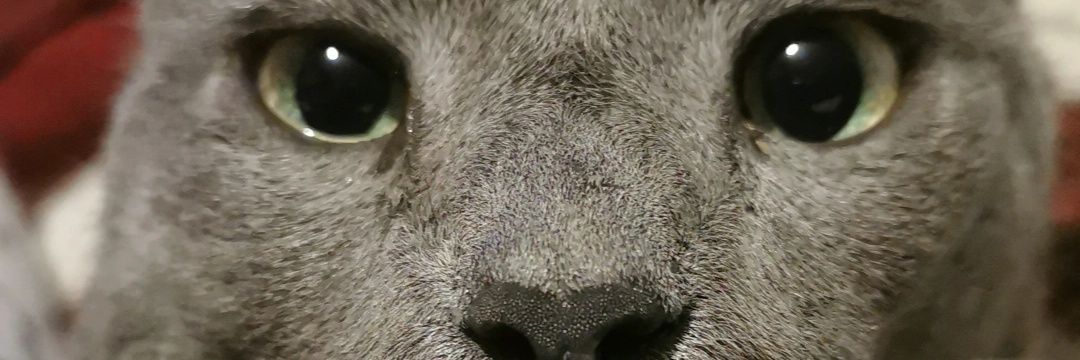 Luna🌜 banner