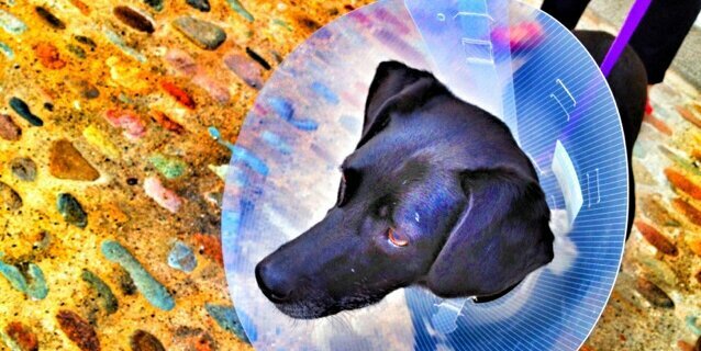 lacervi3's profile banner image
